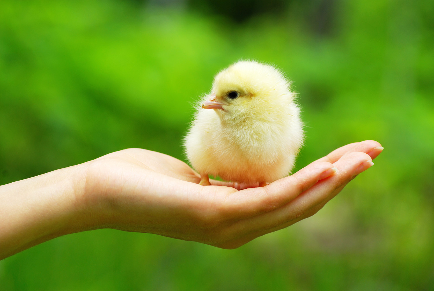 Hands Holding a Baby Chick